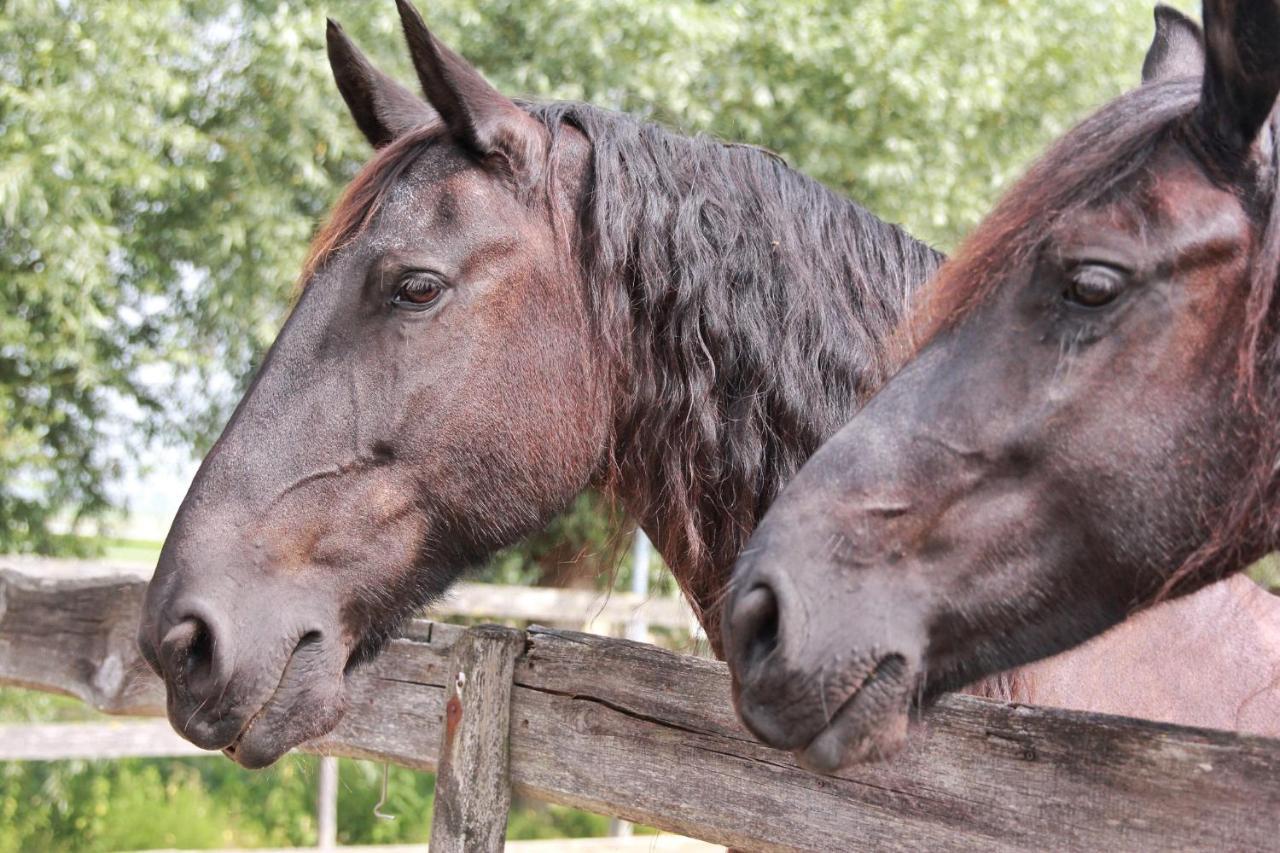 Apartment Het Friesche Paard Purmer Dış mekan fotoğraf
