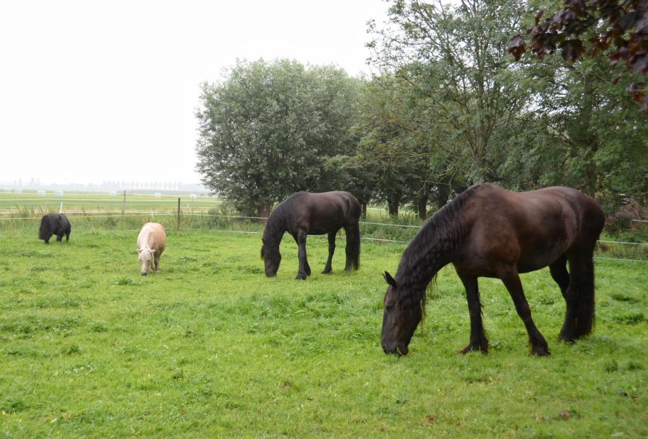 Apartment Het Friesche Paard Purmer Dış mekan fotoğraf
